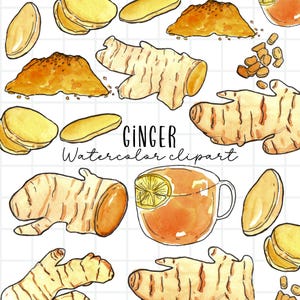 Clipart de acuarela, jengibre, té de jengibre, jengibre en polvo, vegetal, tubérculo, orgánico, PNG para uso comercial por sublimación