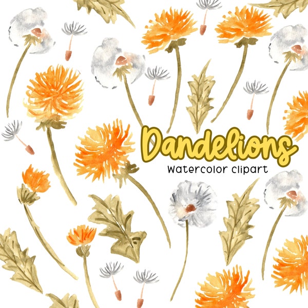 Watercolor dandelion clipart, spring floral wildflower graphics, first day of spring commercial use png