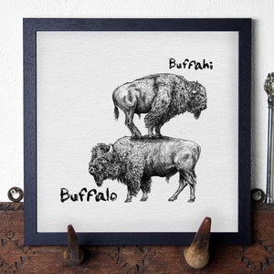 May include: Black framed print featuring two detailed pen and ink drawings of bison. The word "Buffahi" is above the top bison, and the word "Buffalo" is below the bottom bison. The artwork is displayed on a white background.