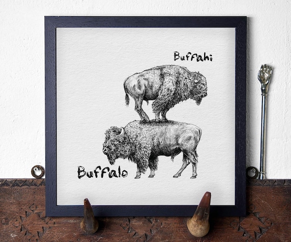 Buffahi... Buffalo Print - Bison Print - Quirky Animal Print - African Wildlife Art