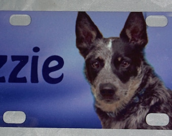 May include: A blue and white dog license plate with the name "Izzie" printed in black. The dog is a blue heeler with a white patch on its chest and a black nose.