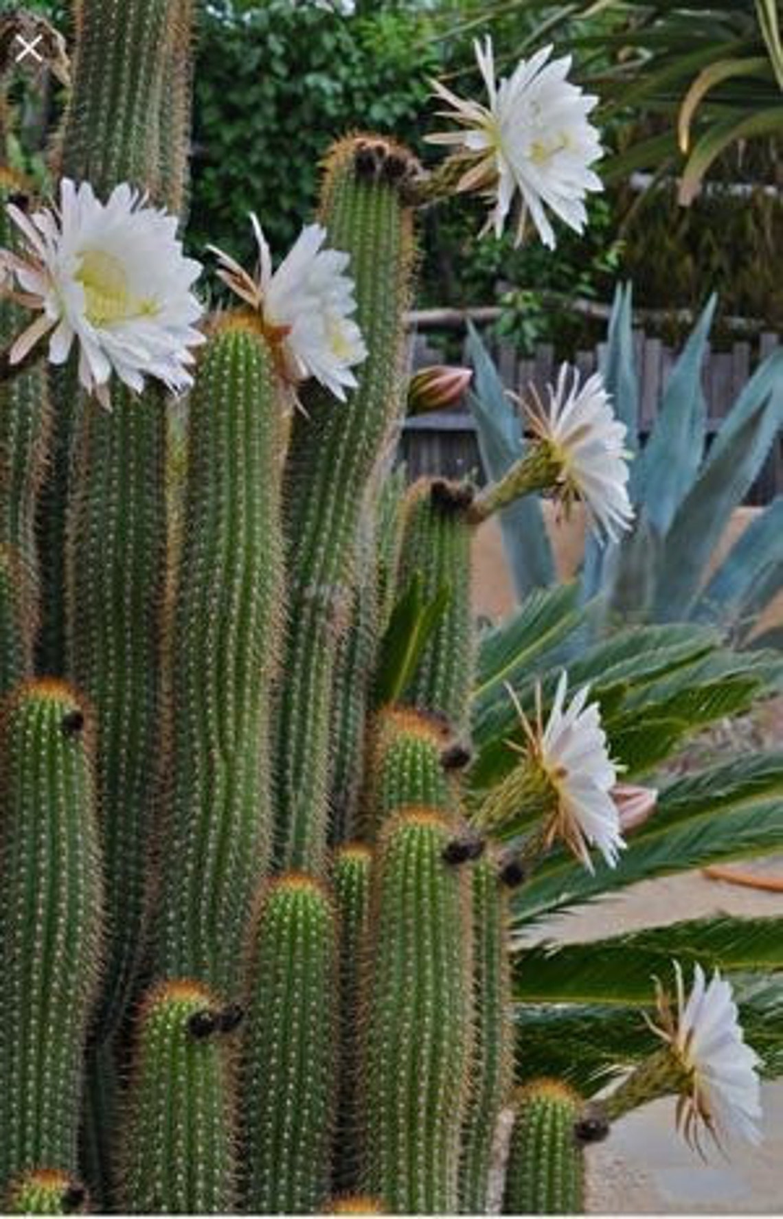 Echinopsis Spachiana golden Torch Cactus Rooted Plant 9 | Etsy UK