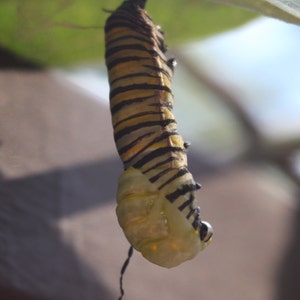 Set of 12 Photographs of Monarch Metamorphosis, entomology gift, butterfly, insect, nature lover, teacher present, science, caterpillar