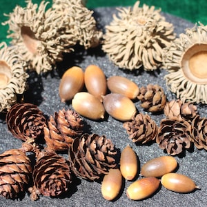 May include: A collection of brown acorns and pine cones on a gray surface. The acorns are whole and have their caps removed. The pine cones are closed and have a brown color.