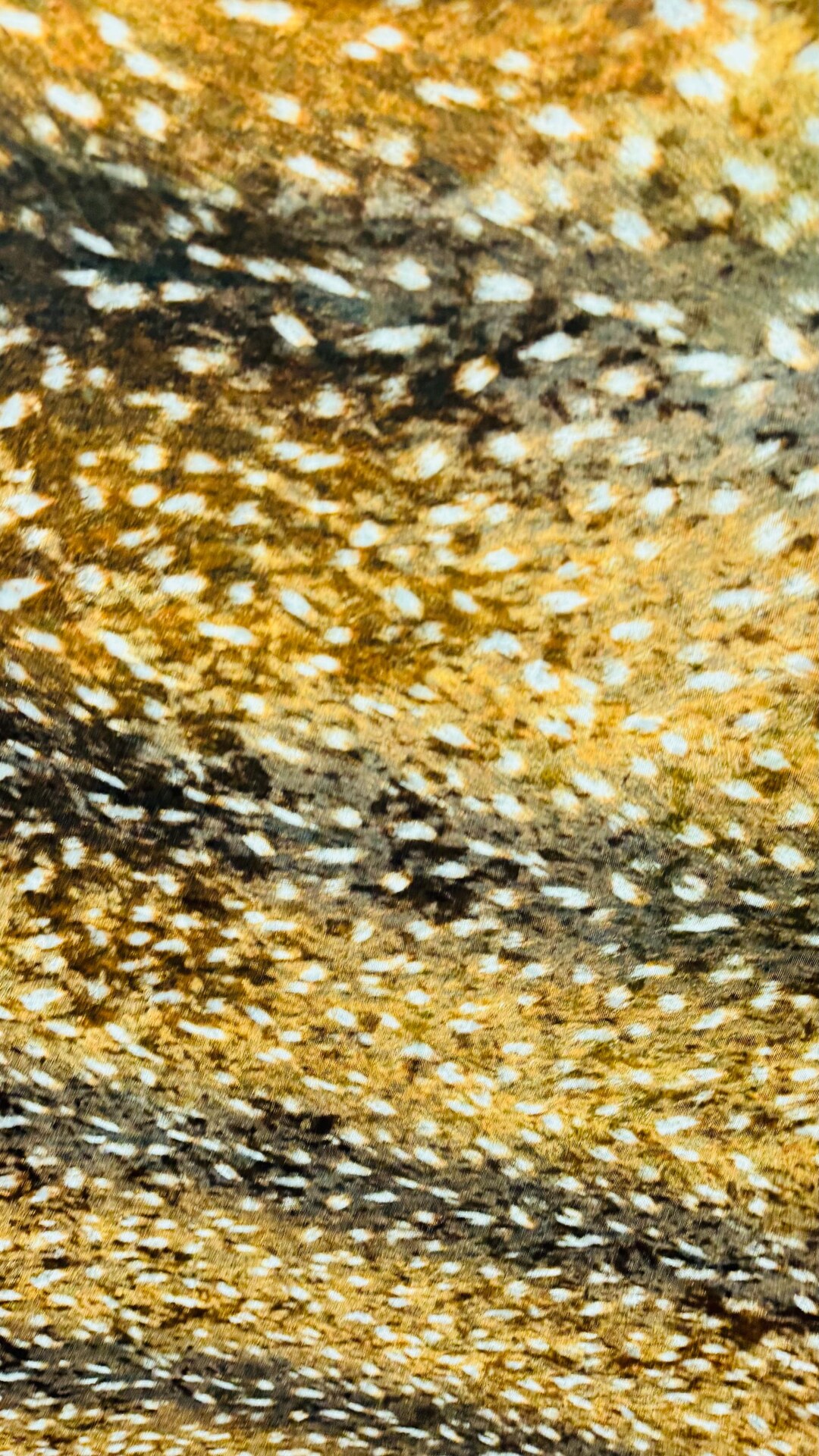 Bambi Exotic Design Animal Print on Stretch Velvet Best Quality 58