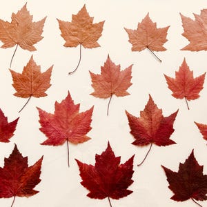 Puede incluir: Una obra de arte enmarcada con hojas de arce prensadas en tonos rojos, marrones y naranjas. Las hojas están dispuestas sobre un fondo crema dentro de un marco negro, creando una estética natural y otoñal.