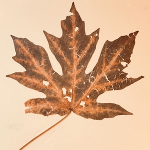 Könnte beinhalten: Set aus drei Keramikbechern mit gesprenkelter, matter Oberfläche. Die Becher sind in Creme-, Hellgrau- und Dunkelgrautönen gehalten. Jede Tasse hat ein schlichtes, minimalistisches Design, ideal für Kaffee oder Tee.