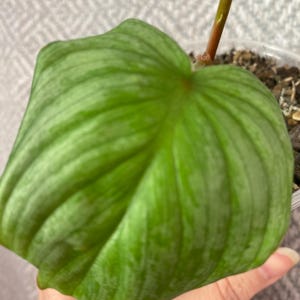 Rare Philodendron Sodiroi aff: Silver Heart Leaf Collector Plant