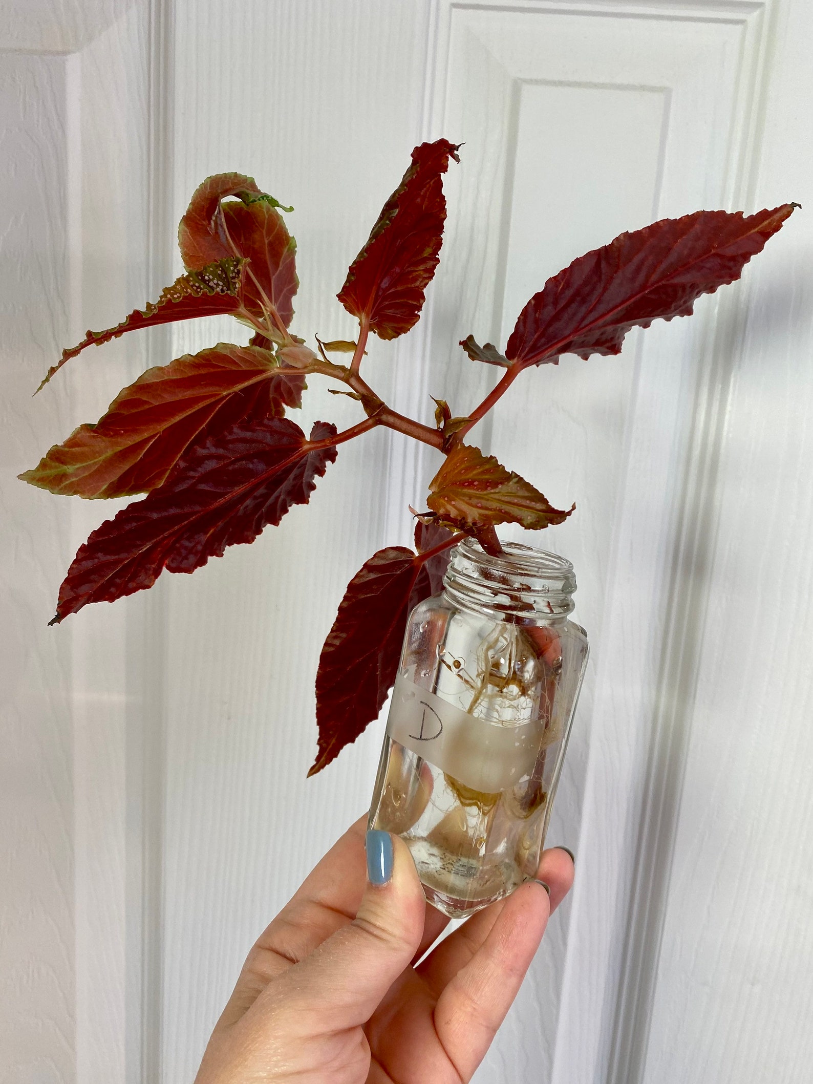 Benigo Angel Wing Begonia Cuttings Etsy