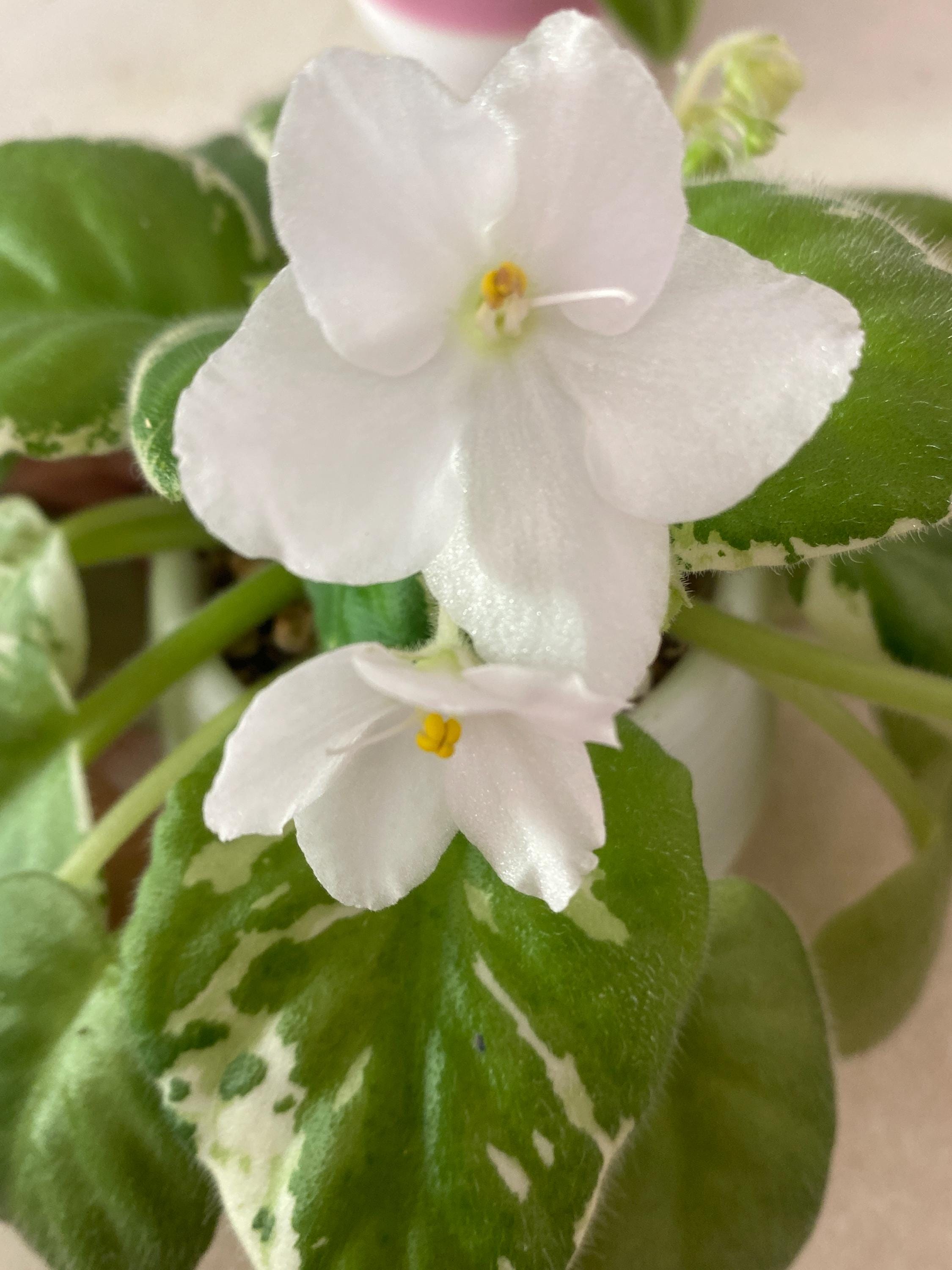 New Jersey Snowflake Variegated African Violet, Rare Gesneriad