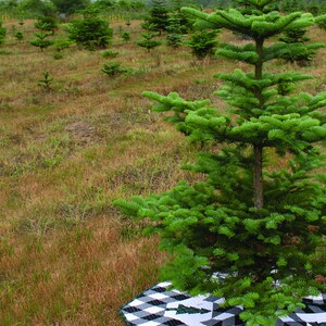 Puede incluir: Un &aacute;rbol de Navidad verde con una falda de &aacute;rbol con estampado de copo de nieve en blanco y negro. El &aacute;rbol est&aacute; en un campo con otros &aacute;rboles en el fondo.