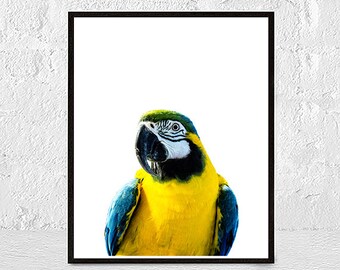 parrot print, bird print, tropical print, parrot wall art, bird wall art, home decor, parrot photo, tropical decor, bird photography, macaw
