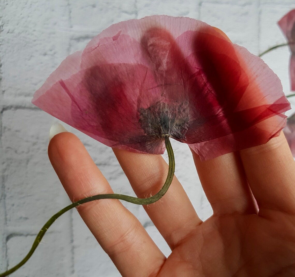 5 pcs Dried Poppy Flowers for Resin Art Red Flat Poppies Etsy