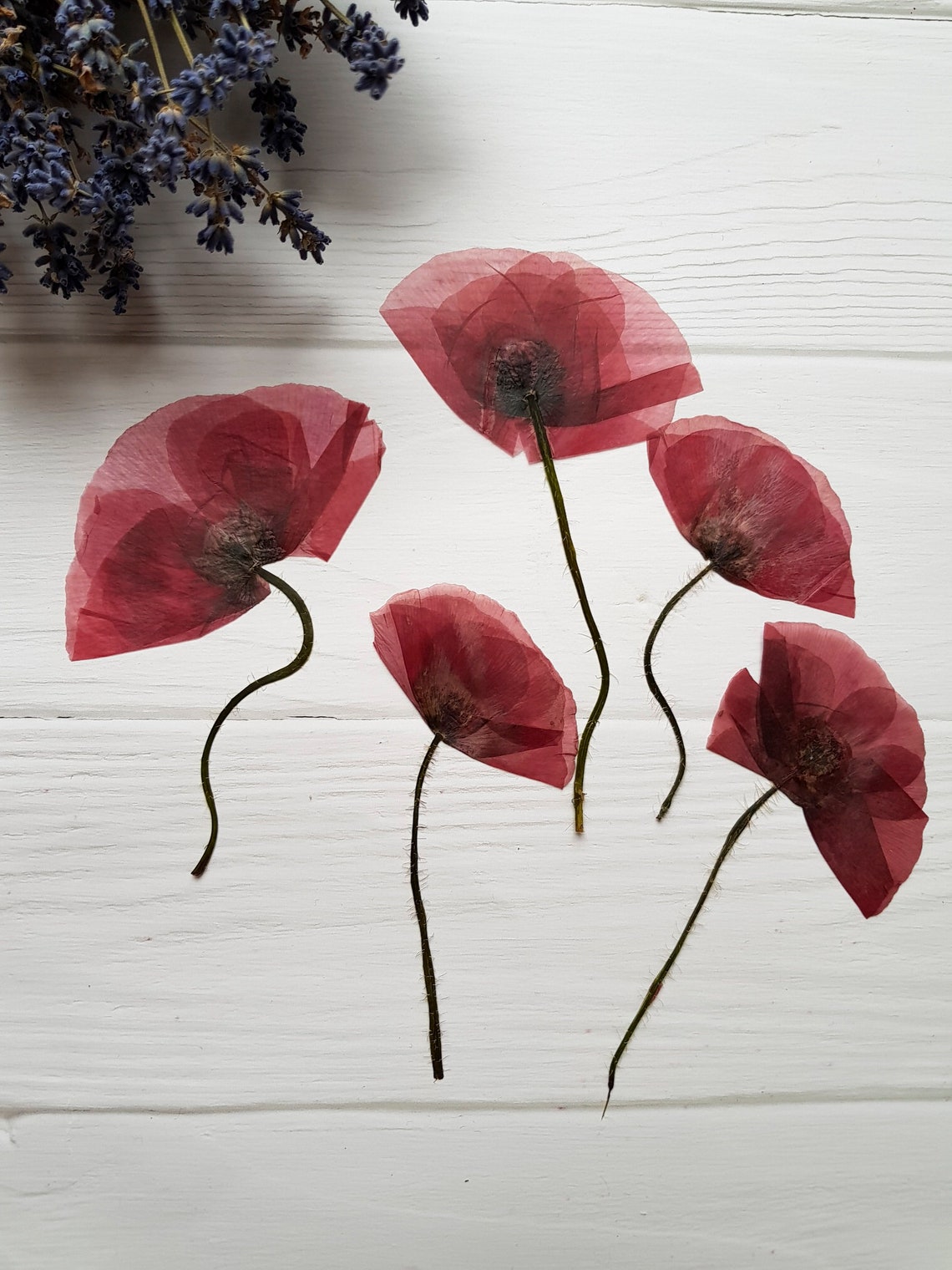 5 pcs Dried Poppy Flowers for Resin Art Red Flat Poppies Etsy