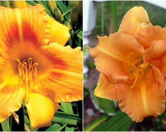 Hemerocallis \u2013 Double fan \u2013 live plant DAYLILY \u2013 CHOCOLATE SPLASH \u2013 Reblooming