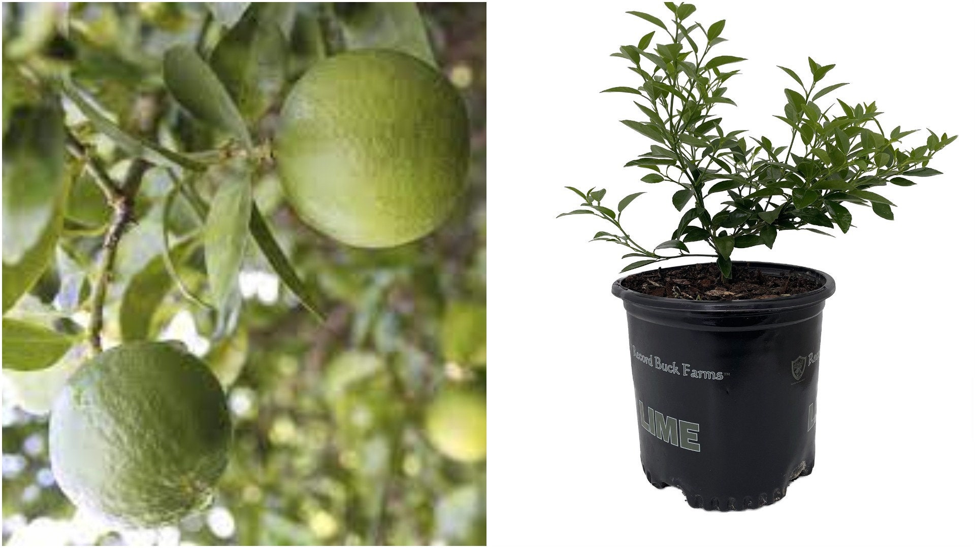 1 live plant Thorny Key Lime Tree 8 Pot No Shipping Etsy