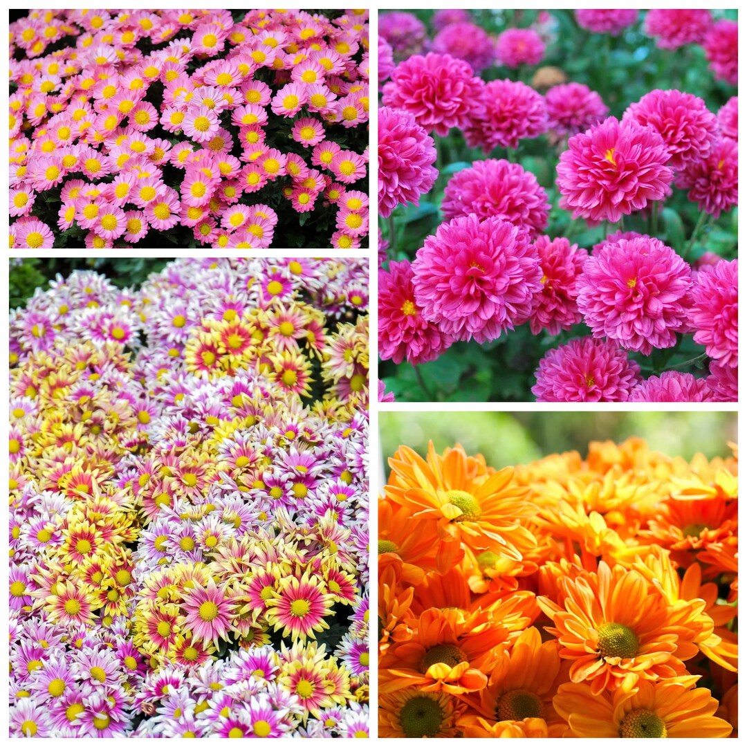 50 Seeds Mixed Colors Indian Chrysanthemum Indicum Hardy Mum Double ...