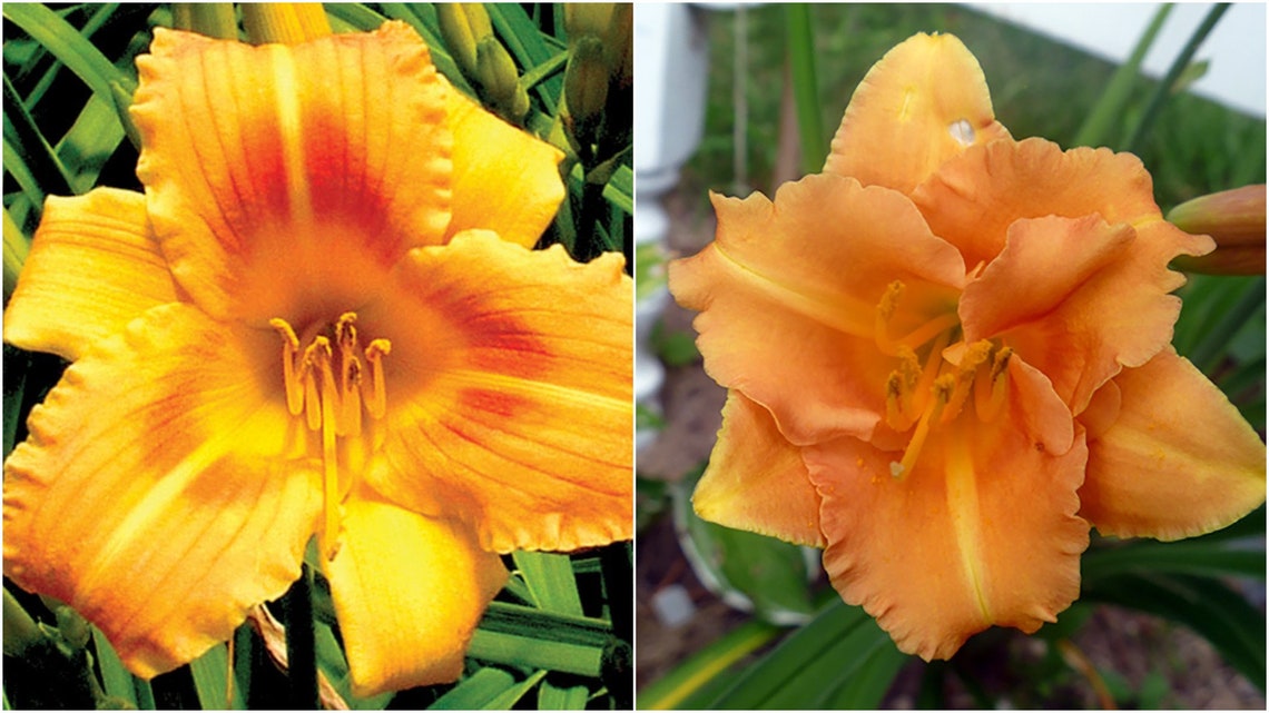 Origami Daylily
