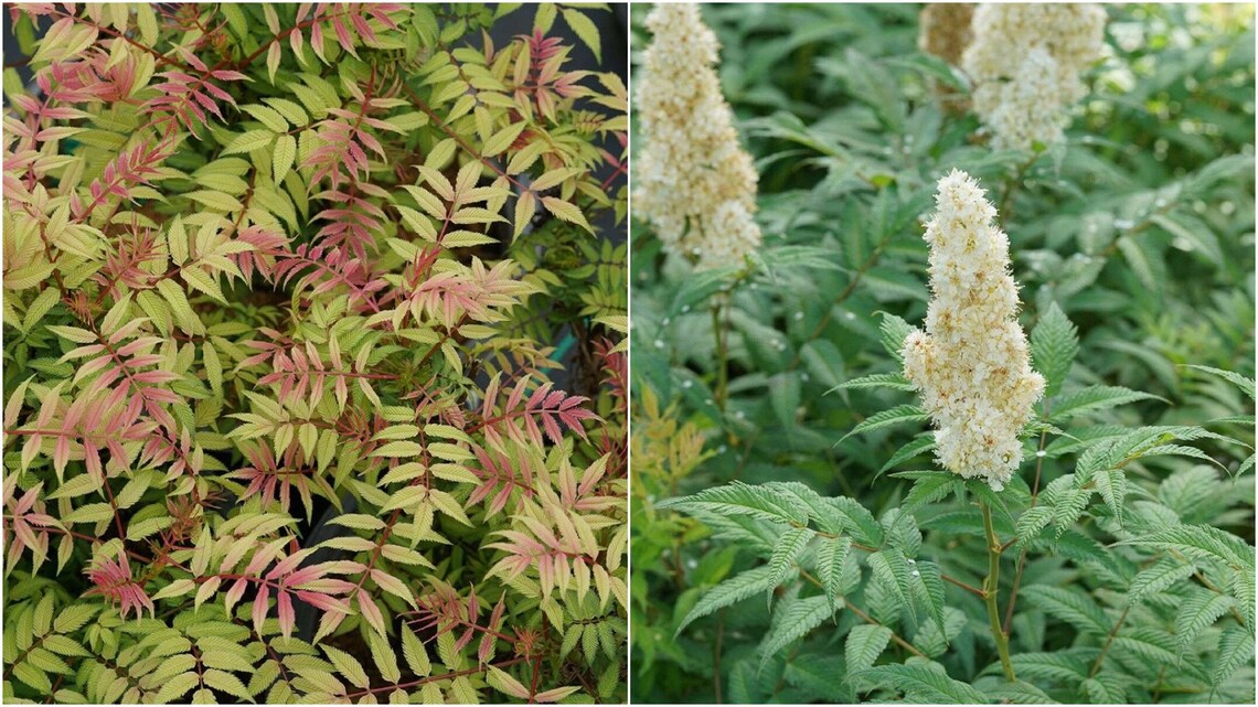 1 live plant mr mustard False Spiraea Proven Winners 4 Etsy