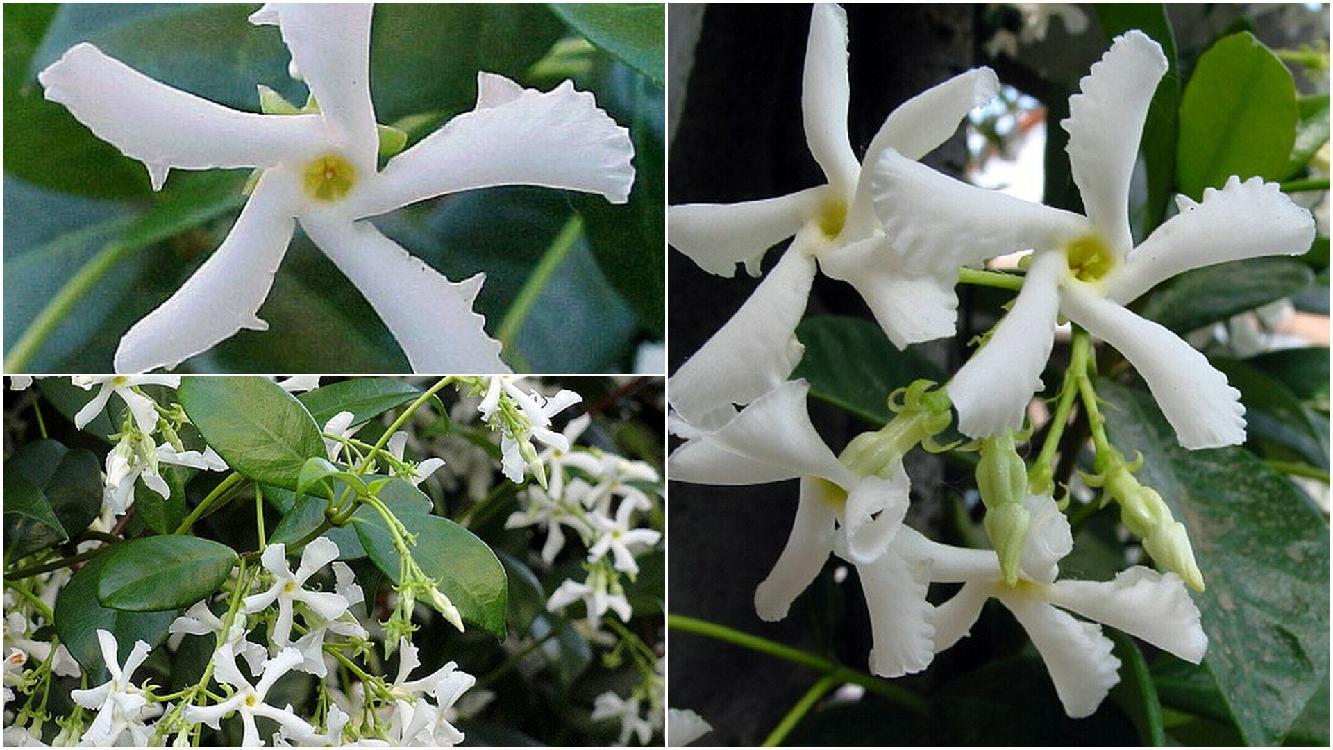1 live plant Confederate Star Jasmine Plant 2.5 Pot Etsy