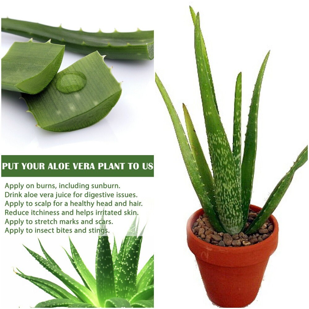 1 live plant Aloe Vera Burn Plant Miracle Plant Natural Etsy