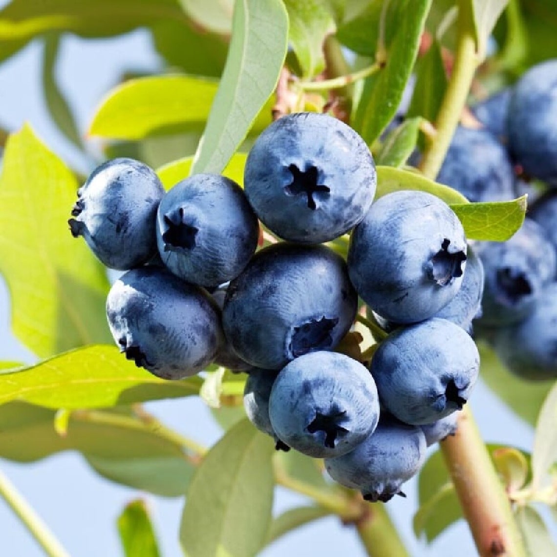 1 Live Plant Northcountry Blueberry Plant Wild Blueberry Taste Etsy