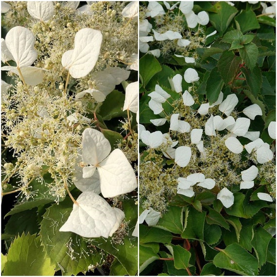 1 Live Plant FLIRTY Girl False Hydrangea 4 Pot Etsy