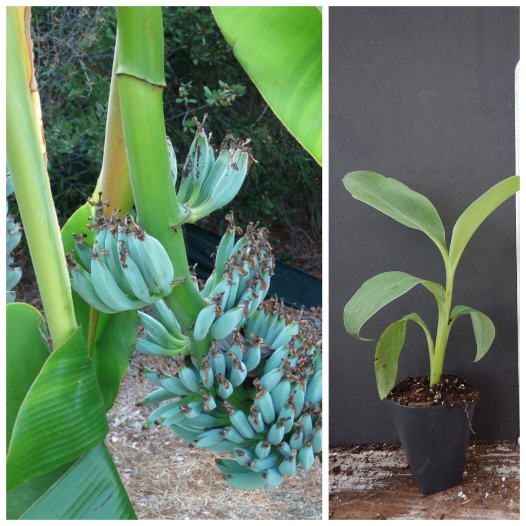 1 Musaice Cream blue Java Live Banana Treesmall Rooted Starter Plant