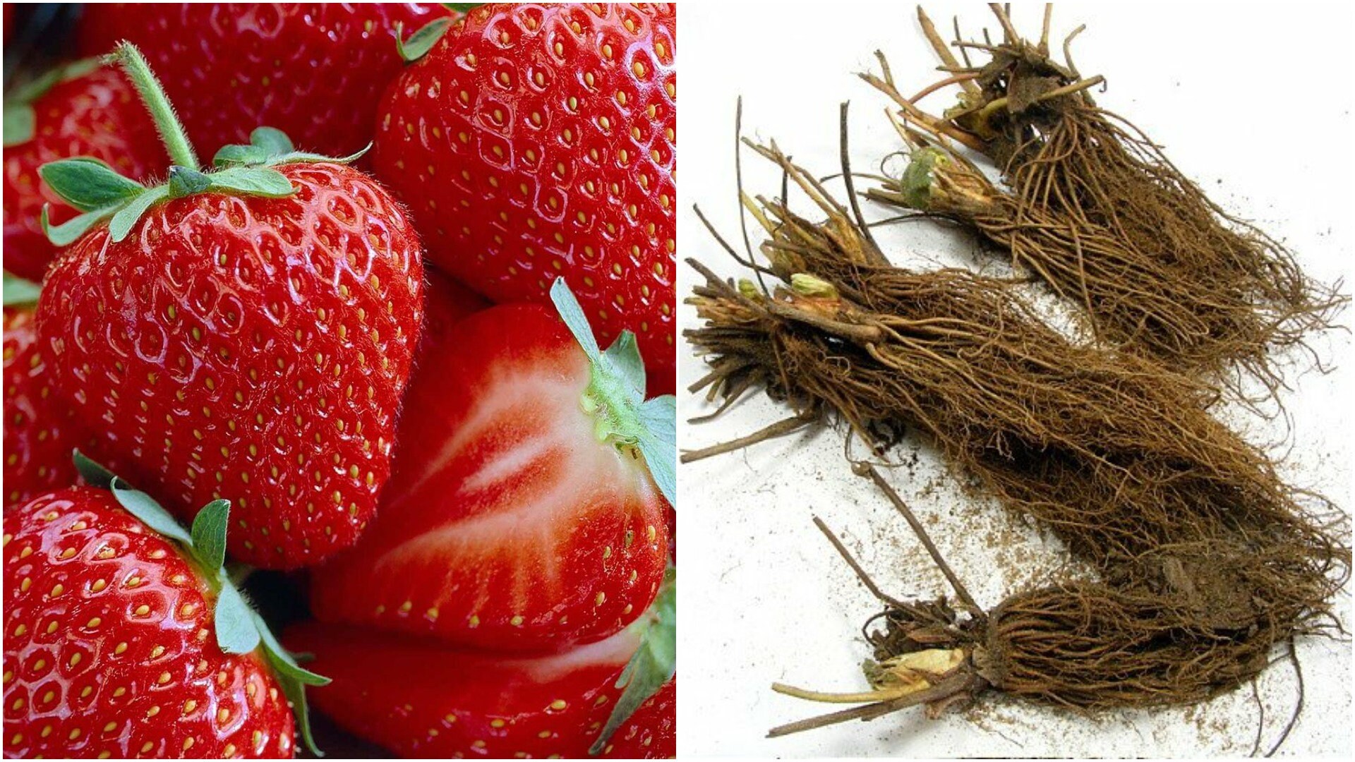 10 Bare Root Plants Jewel Strawberry June Bearing garden home Etsy