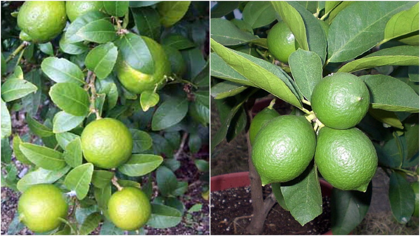 1 live plant Everbearing Persian Lime Tree 8 Pot No Etsy