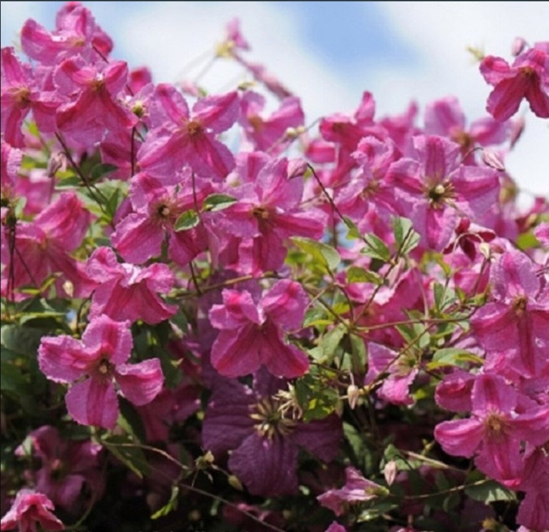 1 Live Plant Pink Mink Clematis 4 Pot Garden Home Etsy UK