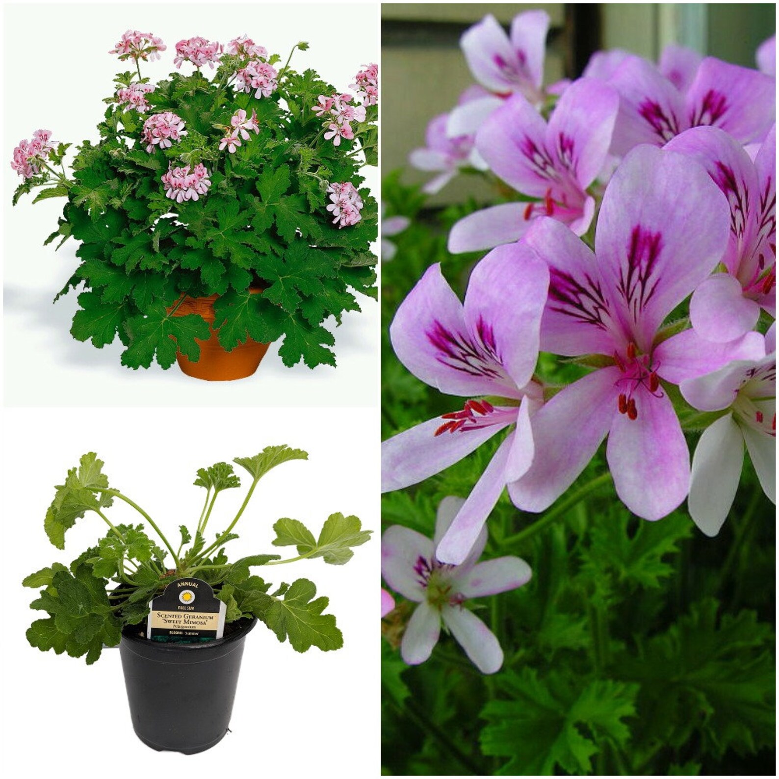 1 live plant Sweet Mimosa Scented Leaf Geranium Sweet Etsy