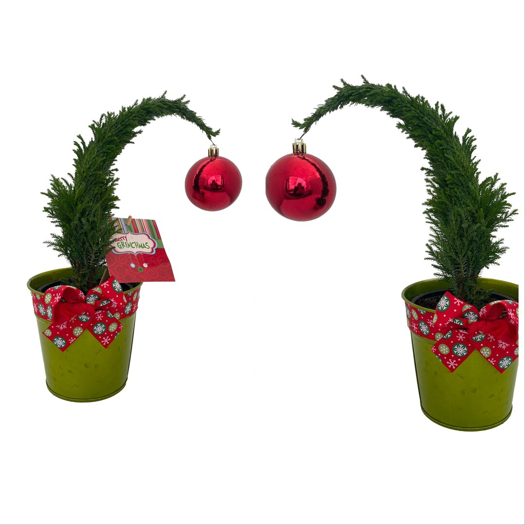 1 Plant Flurry Grinch Christmas Tree Cypress 4 Green Etsy