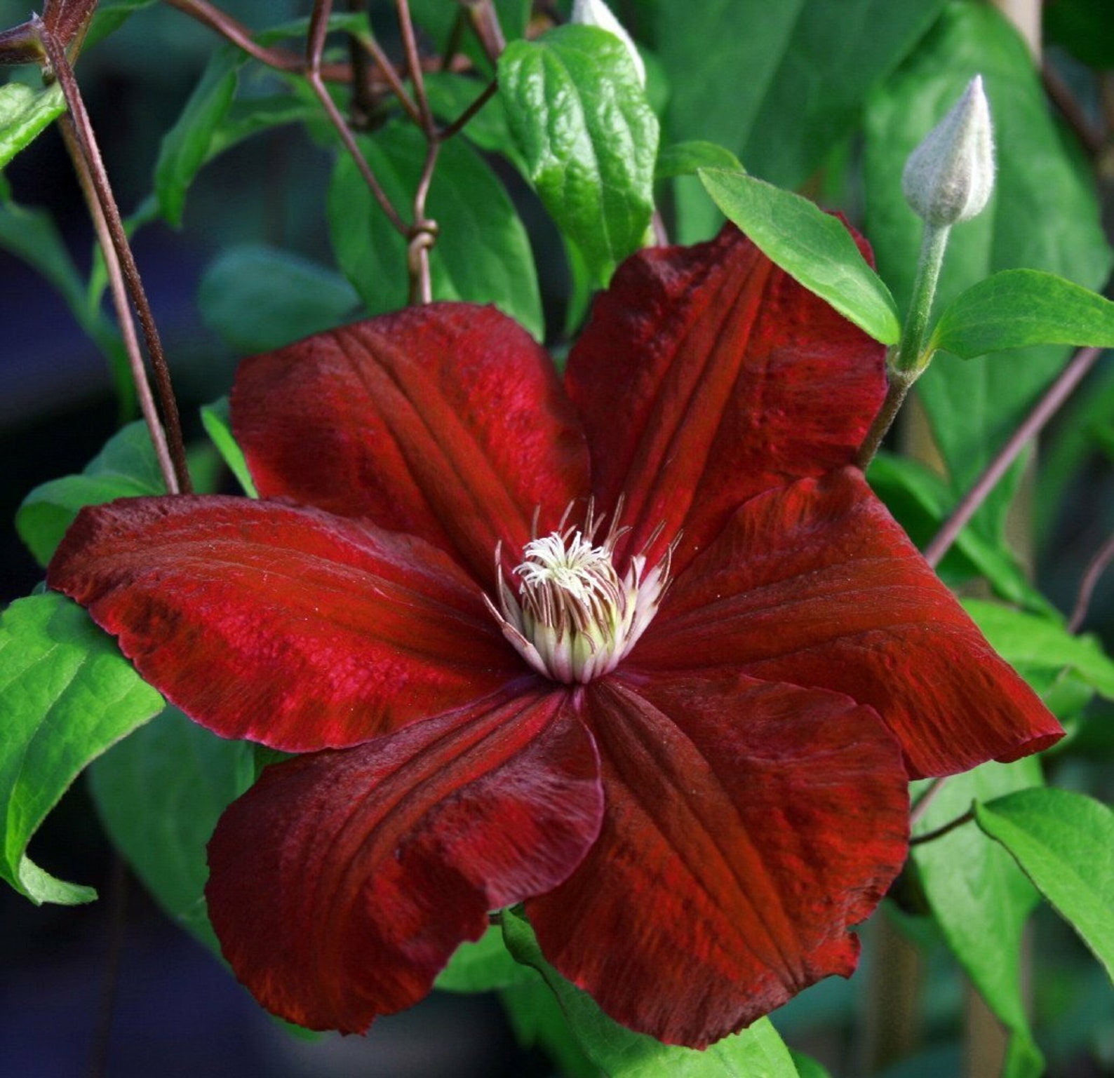 1 live plant Regency Clematis Vine 2.5 Pot home garden Etsy