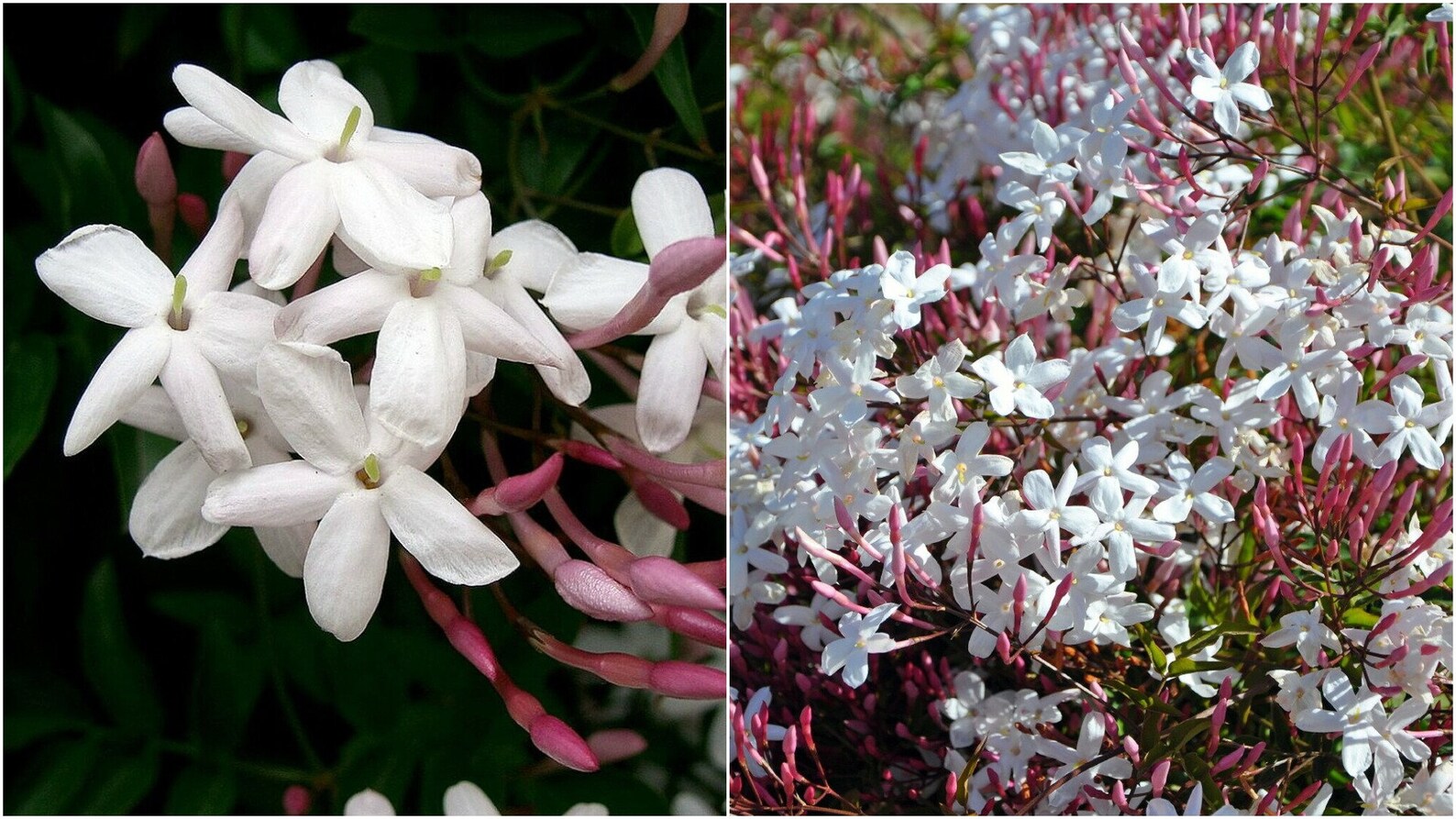 1 live plant Pink Jasmine Plant Jasminum polyanthum Fragrant Etsy