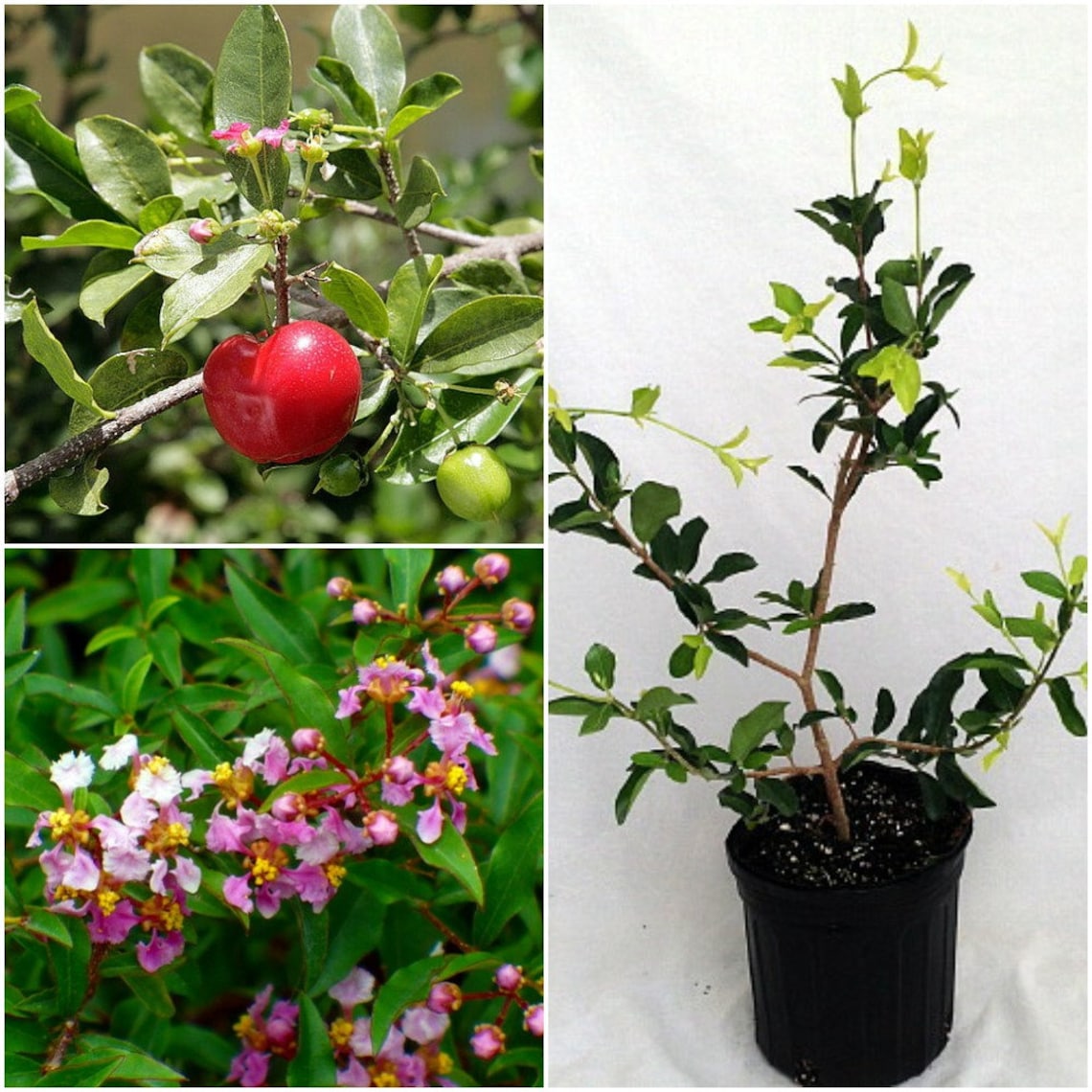 1 live plant Barbados Cherry Plant Malpighia emarginata Etsy