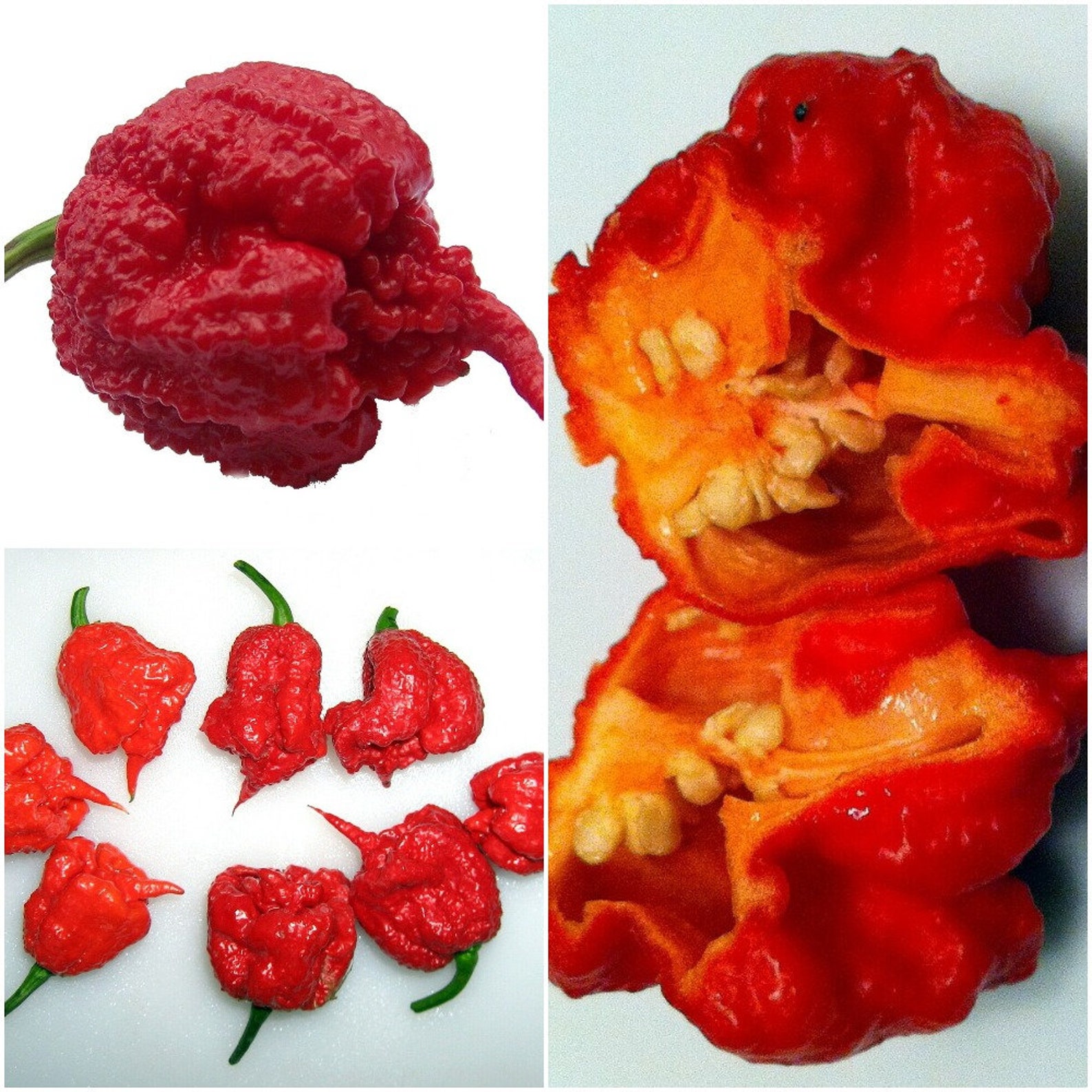 carolina reaper pepper plant carolina reaper pepper plant