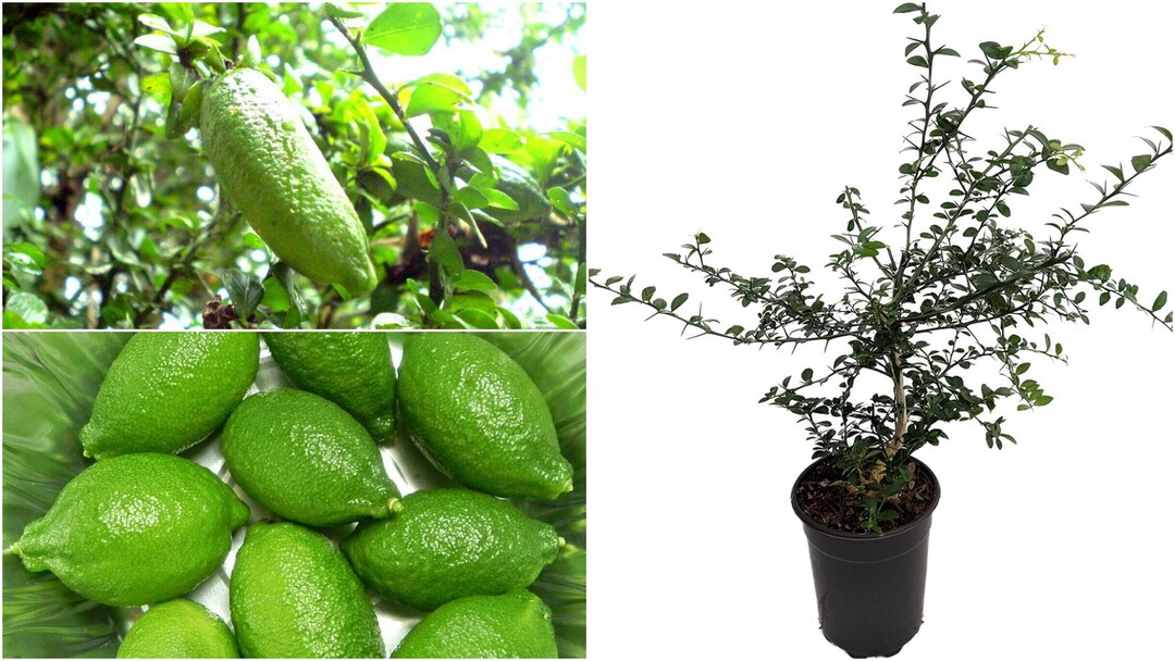 1 Live Plant Finger Caviar Lime Tree 4x12 Grower Pot Etsy