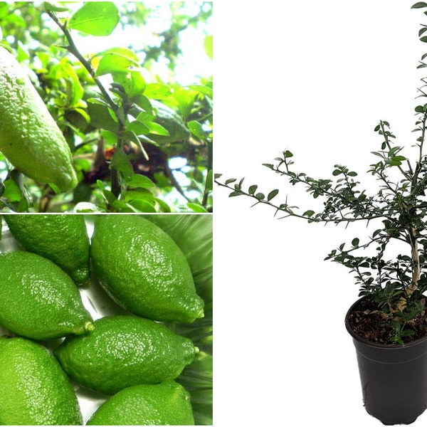 Finger Lime Plant Etsy