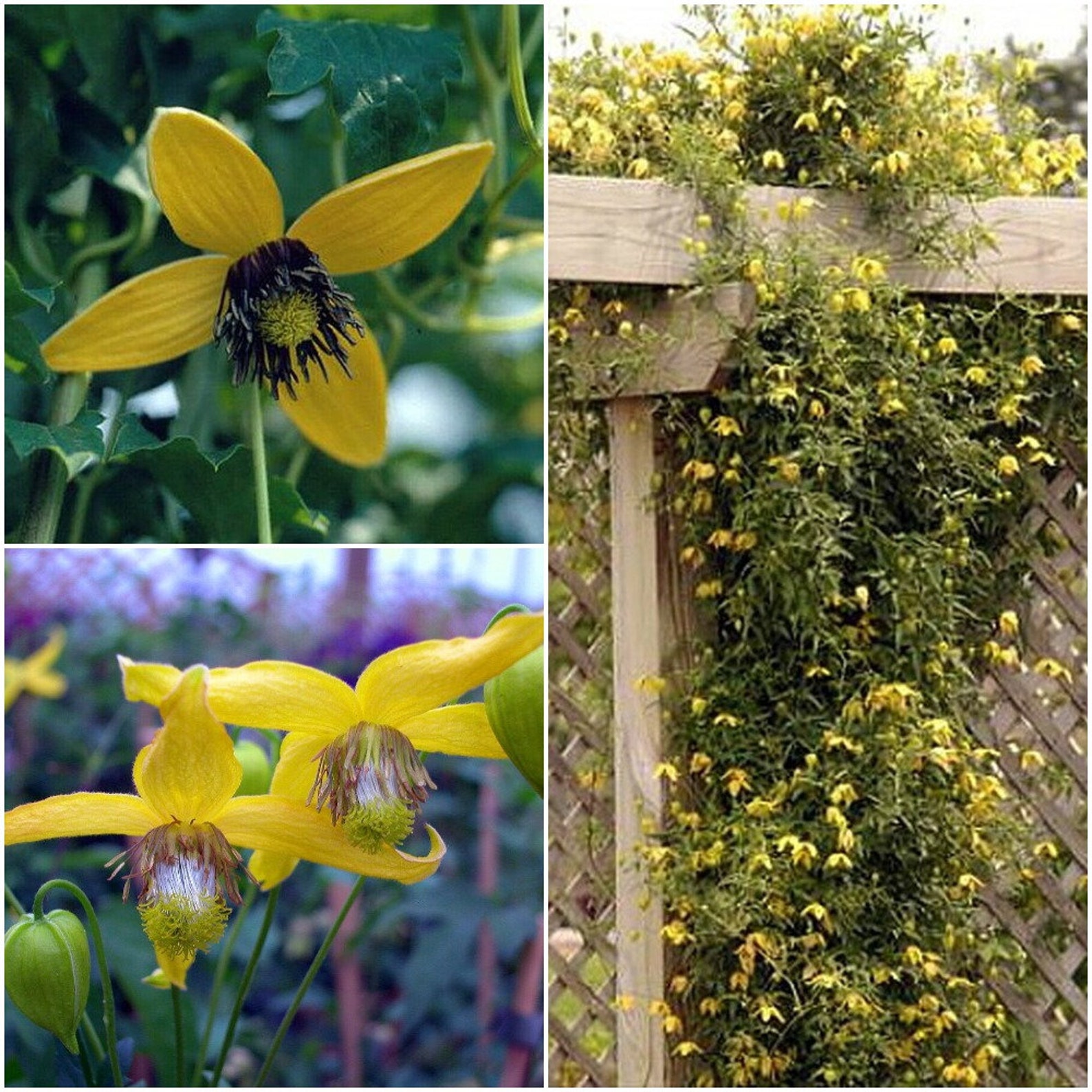 1 live plant Helios Clematis Tangutica The Best Yellow Etsy