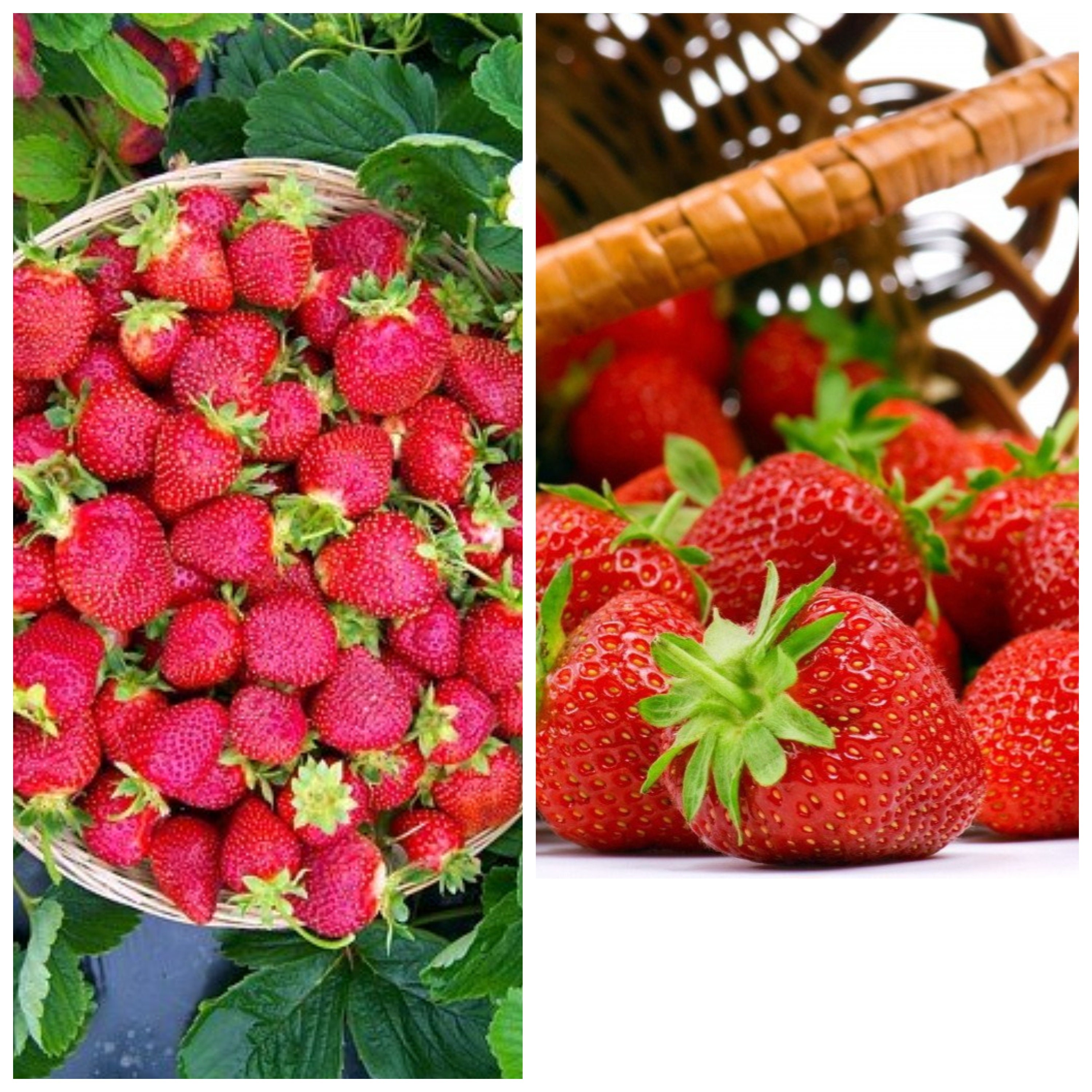 10 Bare Root Plants Seascape Everbearing Strawberry BEST Etsy