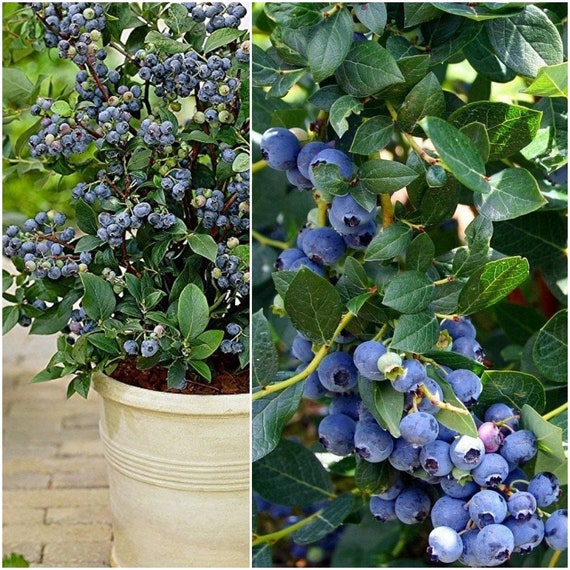 1 Live Plant Top Hat Dwarf Blueberry Plant Etsy