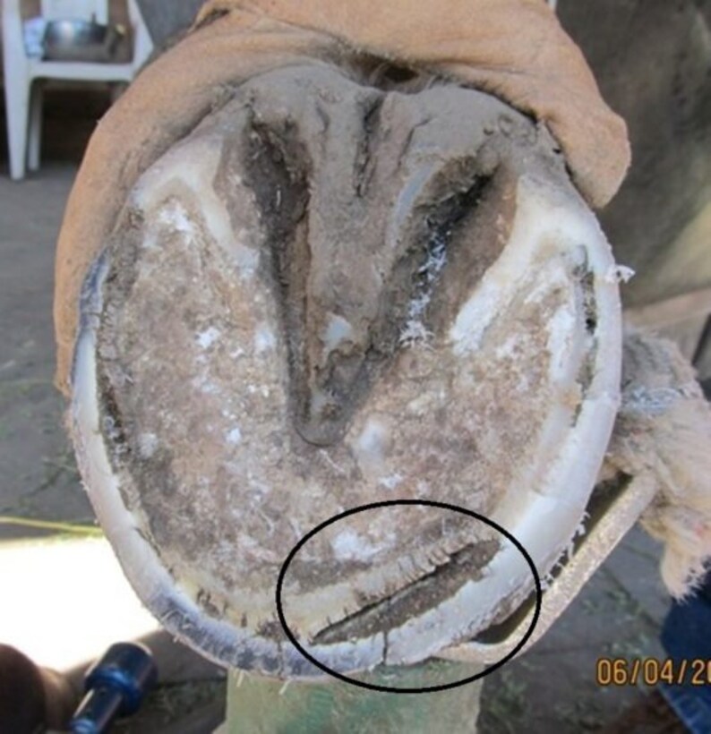 Horse Hoof Paste All Natural Hoof Care for ALL Hooved Animals Organic Equine Farm Animal Anti Fungal White Line Disease Mud Rot Hooves