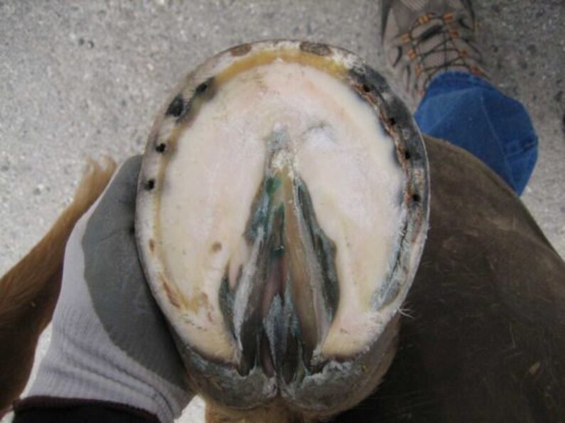 Horse Hoof Paste All Natural Hoof Care for ALL Hooved Animals Organic Equine Farm Animal Anti Fungal White Line Disease Mud Rot Hooves
