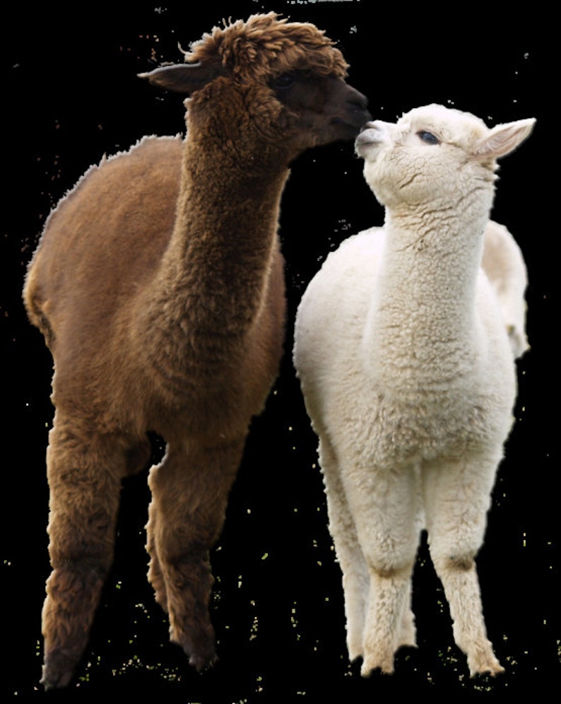 Dog Hot Spot Wound Care Ointment First Aid for Dogs Cats Farm Etsy