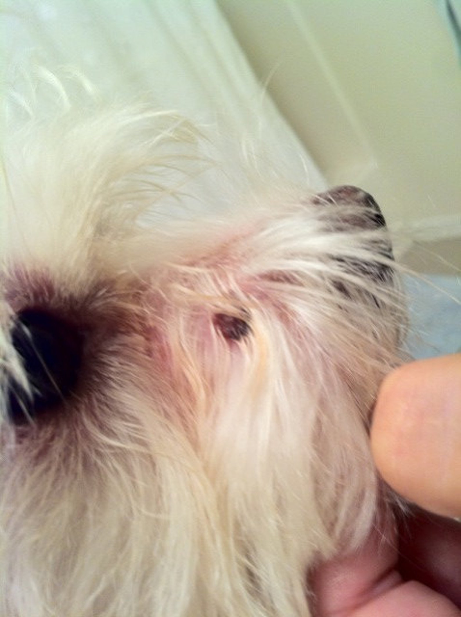 Scab Ointment Dogs Horses Sores Natural for All Pets Farm Etsy