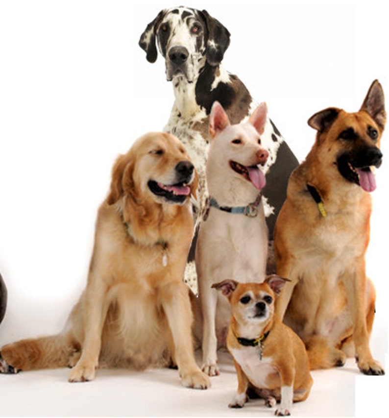 Dog Hot Spot Wound Care Ointment First Aid for Dogs Cats Farm Etsy