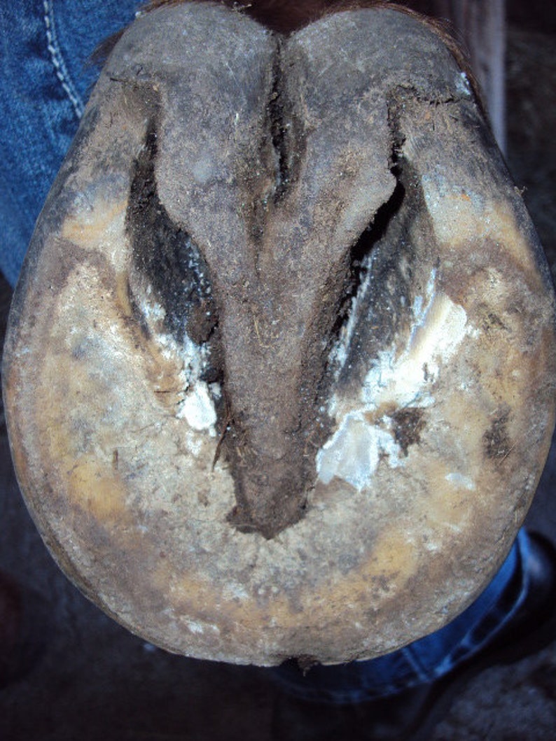 Horse Hoof Paste All Natural Hoof Care for ALL Hooved Animals Organic Equine Farm Animal Anti Fungal White Line Disease Mud Rot Hooves