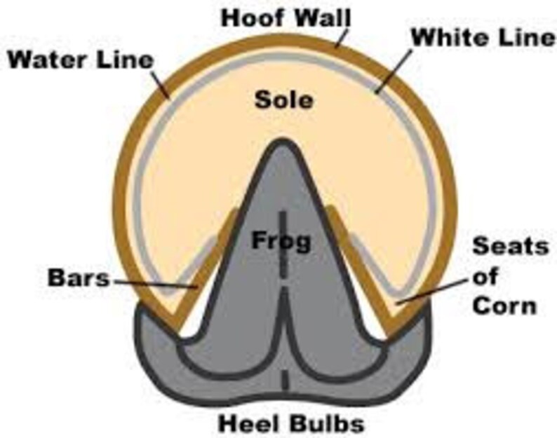 Horse Hoof Paste All Natural Hoof Care for ALL Hooved Animals Organic Equine Farm Animal Anti Fungal White Line Disease Mud Rot Hooves