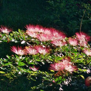 May include: A bush with pink and white flowers with long, feathery petals. The flowers are in bloom and are surrounded by green leaves.